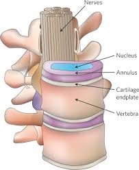 lumbar spine anatomy , anatomy of lumbar spine, anatomy